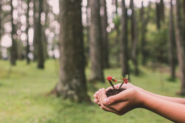 Le potentiel de la reforestation pour la conservation