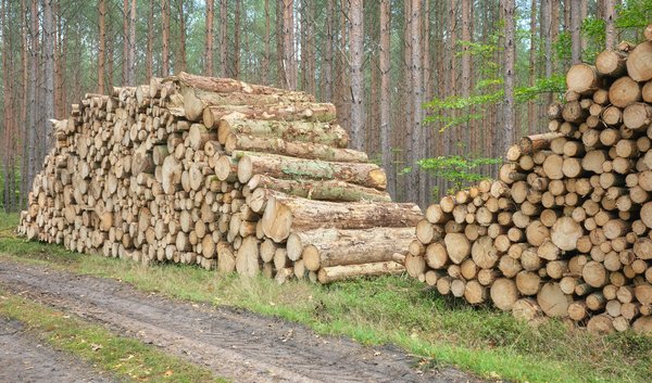 Comprendre la déforestation: causes et effets